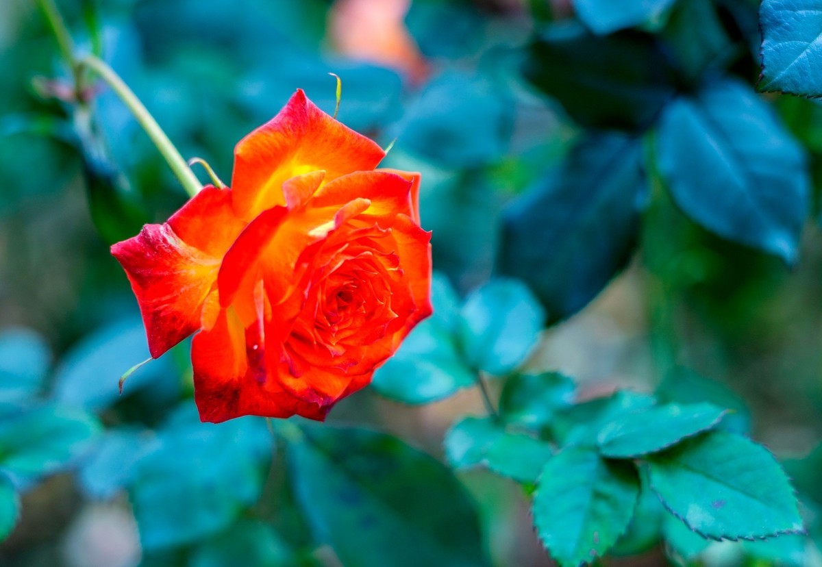 公园里的花花草草。。。。。。。。。。。。。。。。！