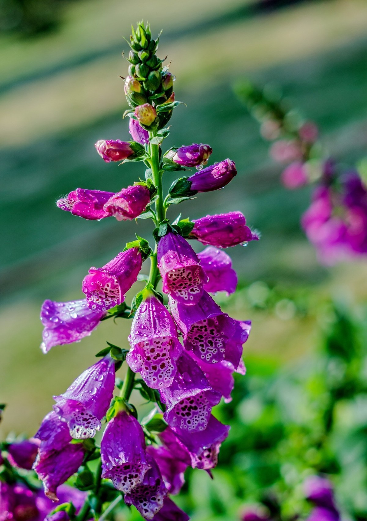 公园里的花花草草。。。。。。。。。。。。。。。。！