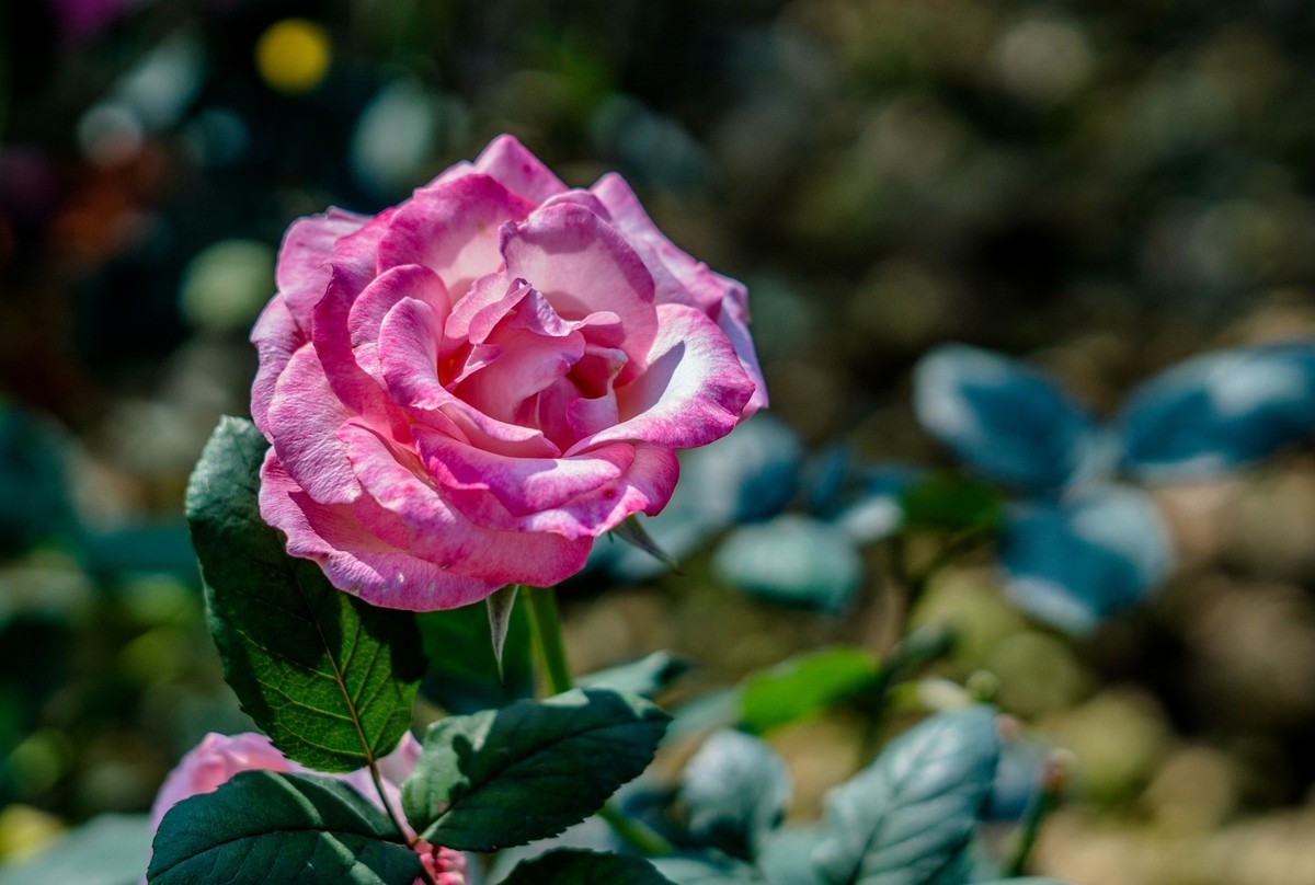 公园里的花花草草。。。。。。。。。。。。。。。。！