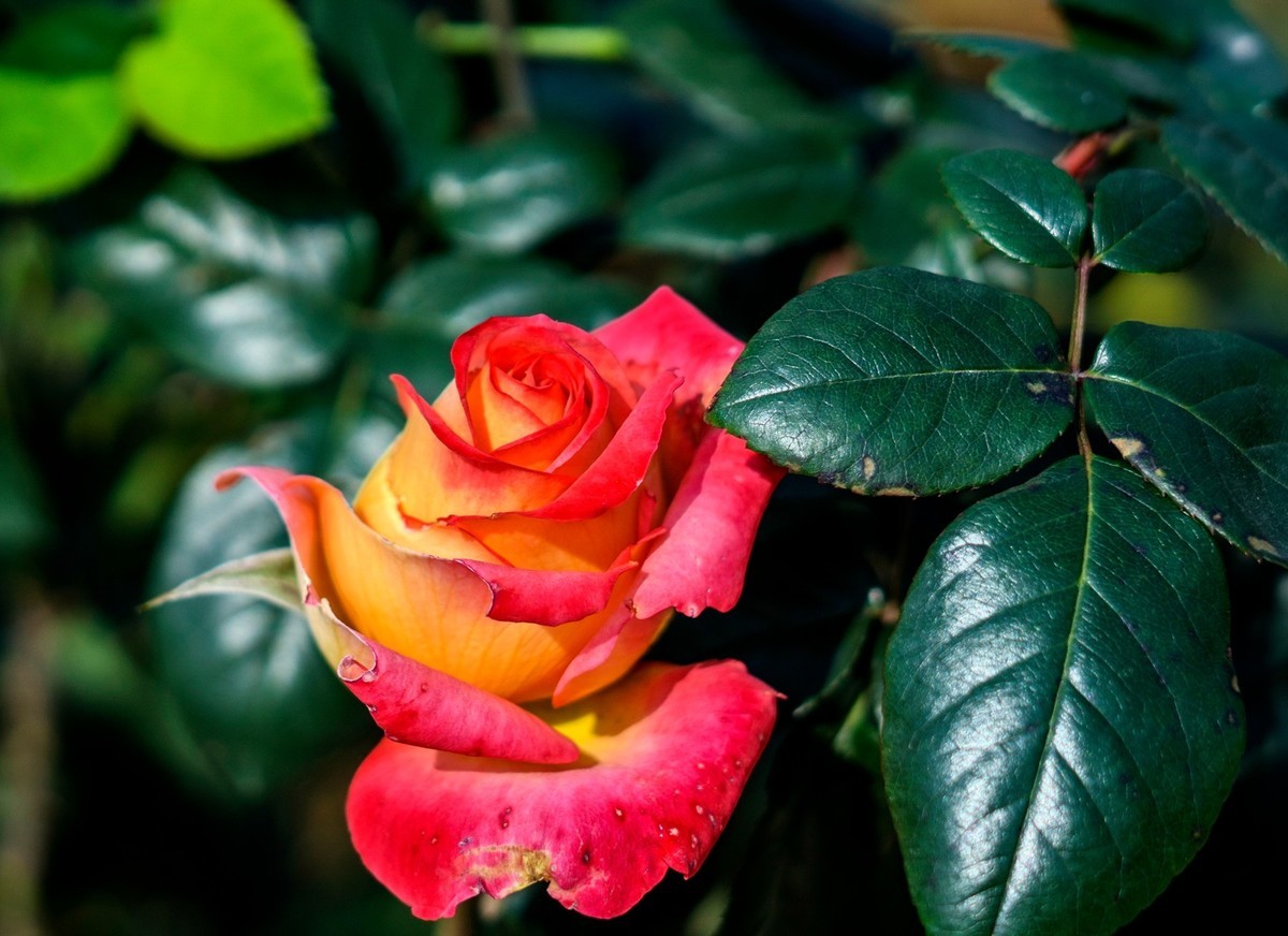 公园里的花花草草。。。。。。。。。。。。。。。。！