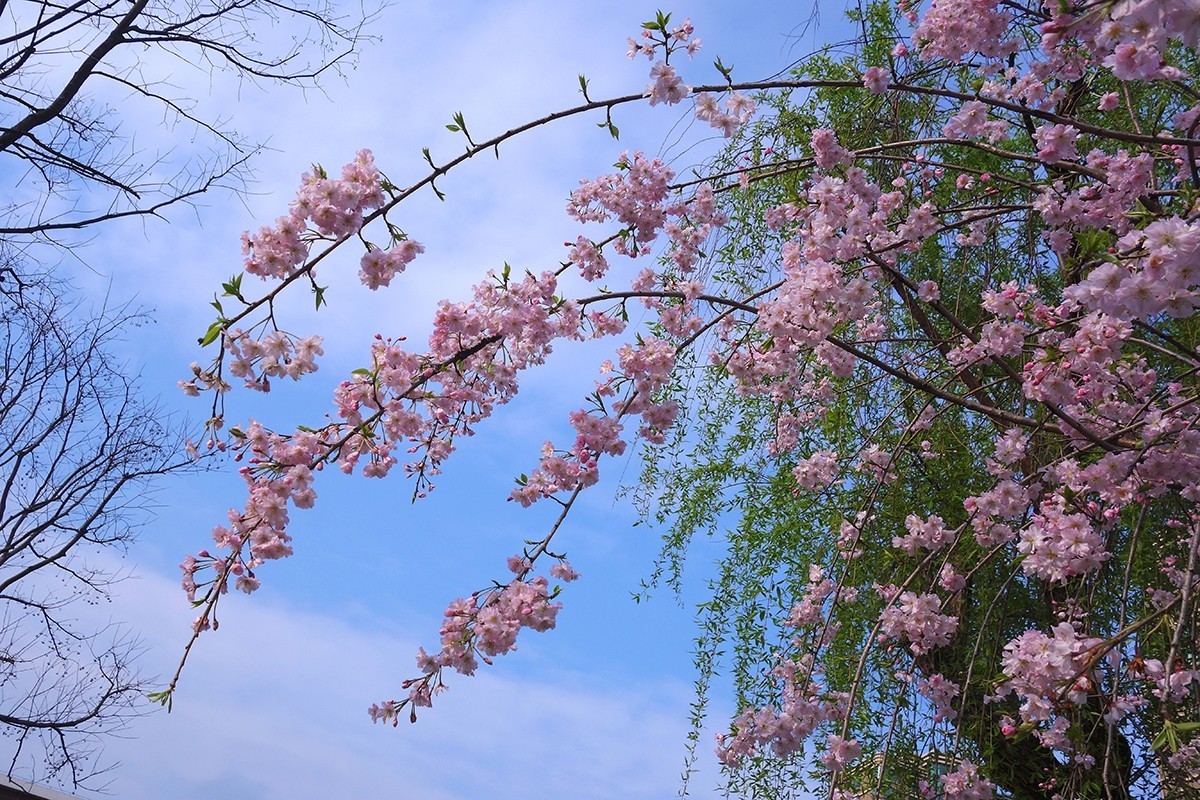 春意萌动的季节