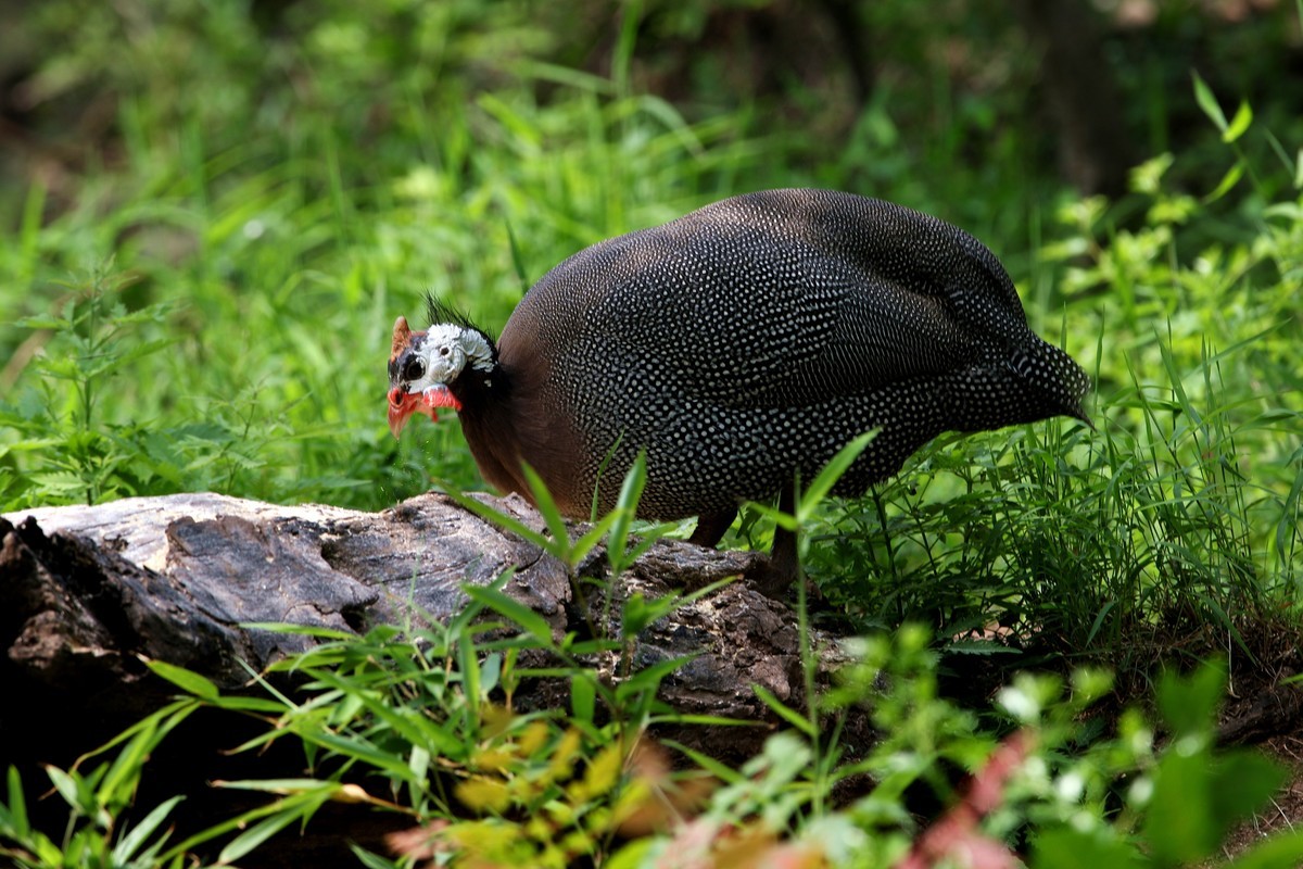 济南长清区张夏镇梨枣峪村拍鸟