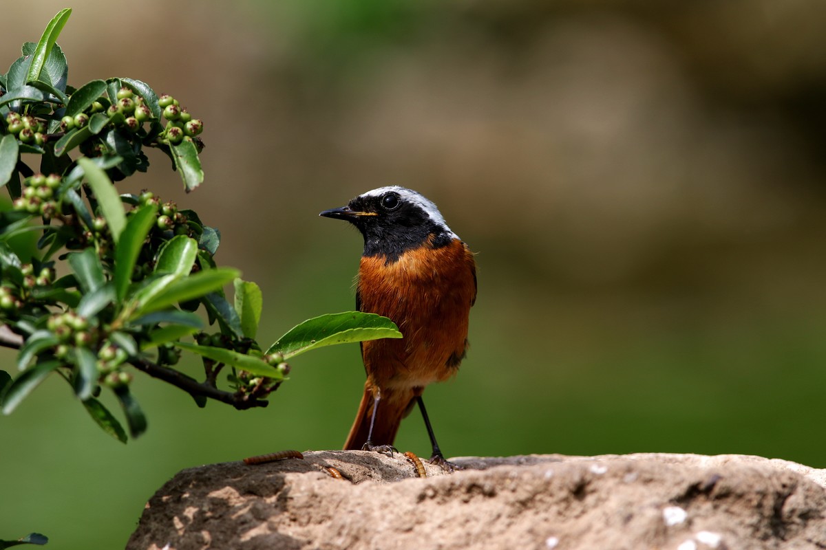 济南长清区张夏镇梨枣峪村拍鸟