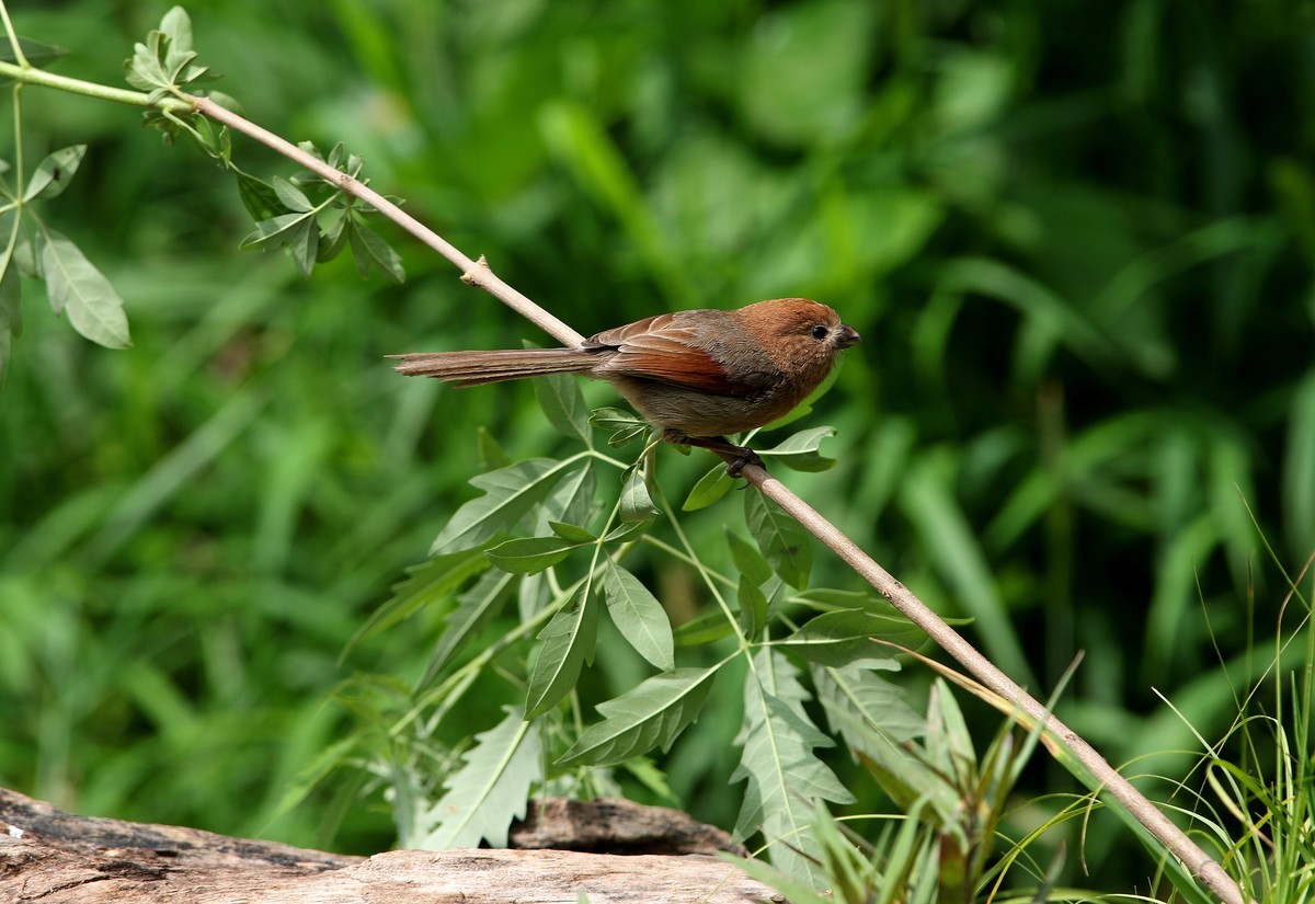 济南长清区张夏镇梨枣峪村拍鸟