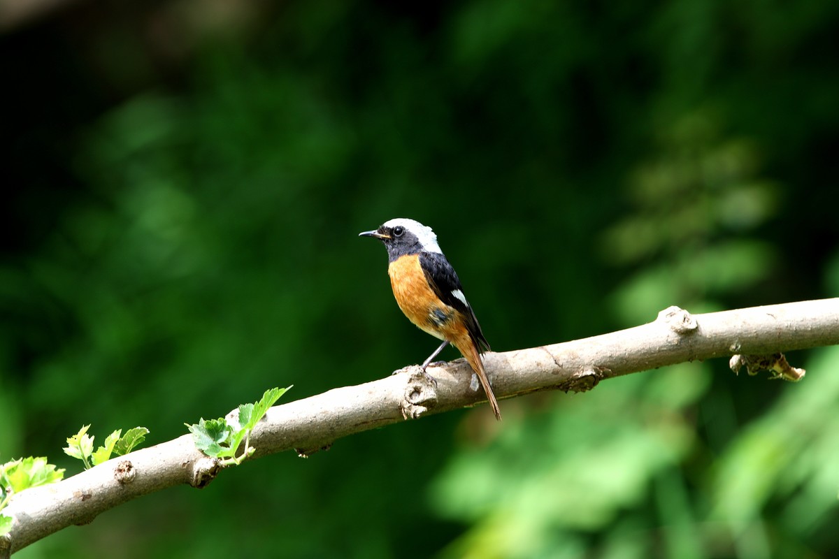 济南长清区张夏镇梨枣峪村拍鸟