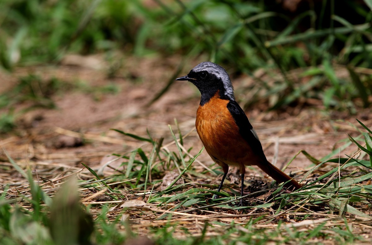 济南长清区张夏镇梨枣峪村拍鸟