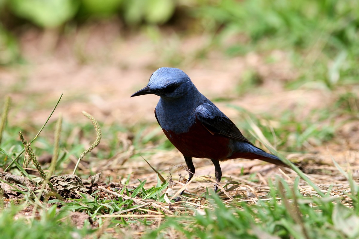 济南长清区张夏镇梨枣峪村拍鸟