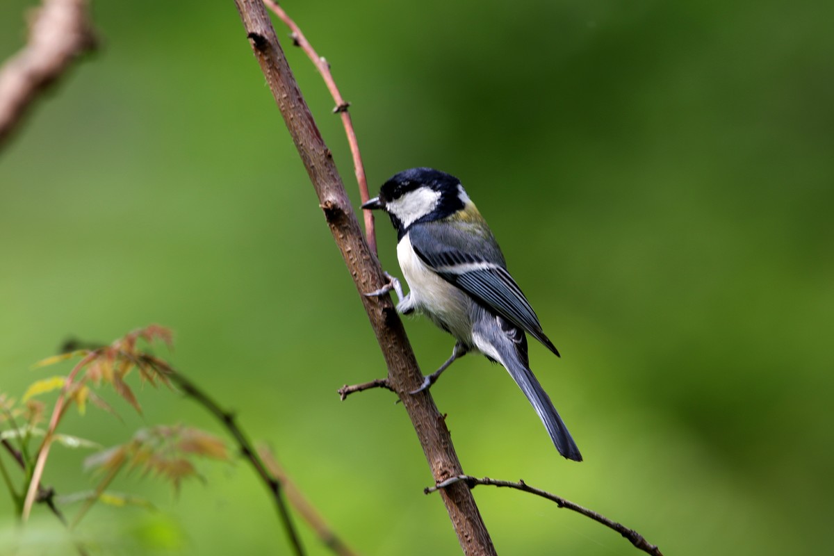 济南长清区张夏镇梨枣峪村拍鸟