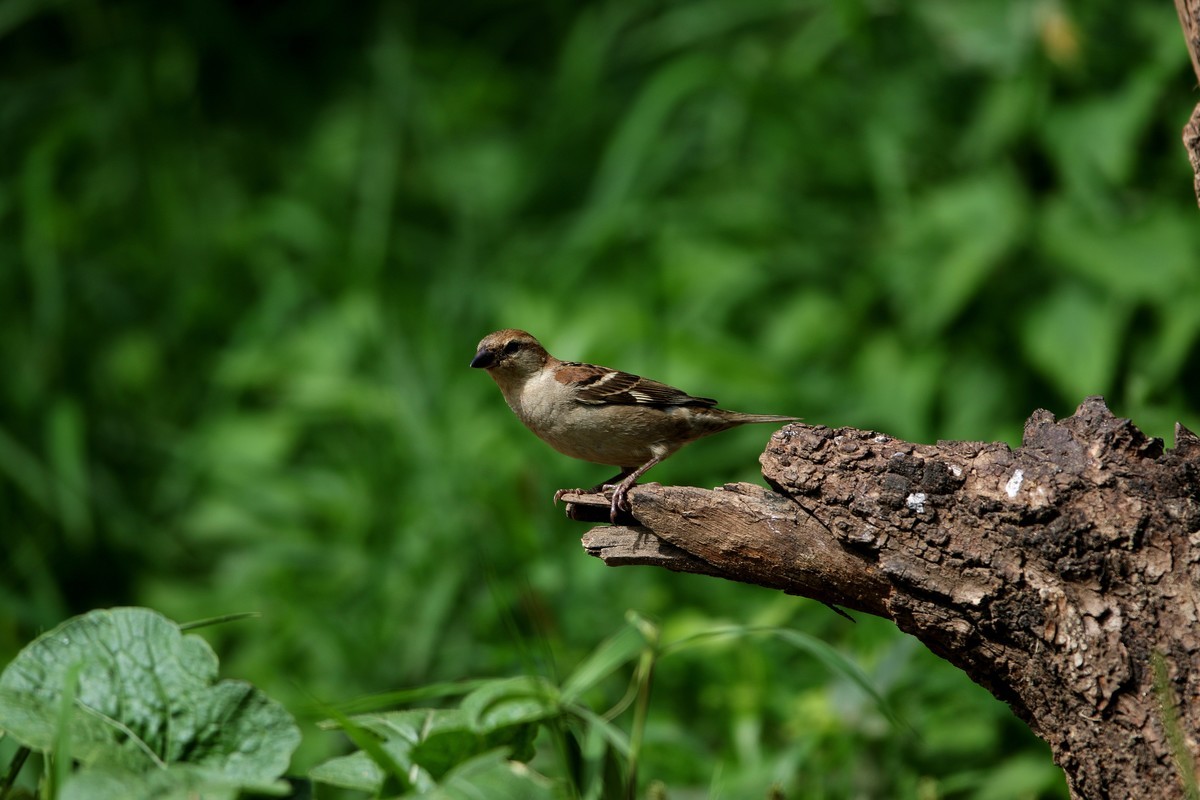 济南长清区张夏镇梨枣峪村拍鸟