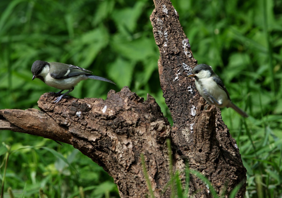 济南长清区张夏镇梨枣峪村拍鸟