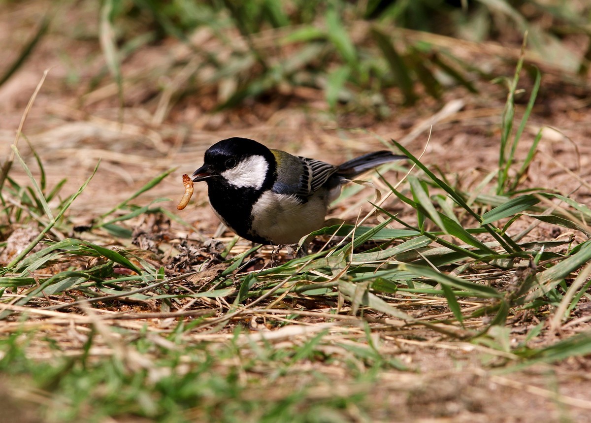 济南长清区张夏镇梨枣峪村拍鸟