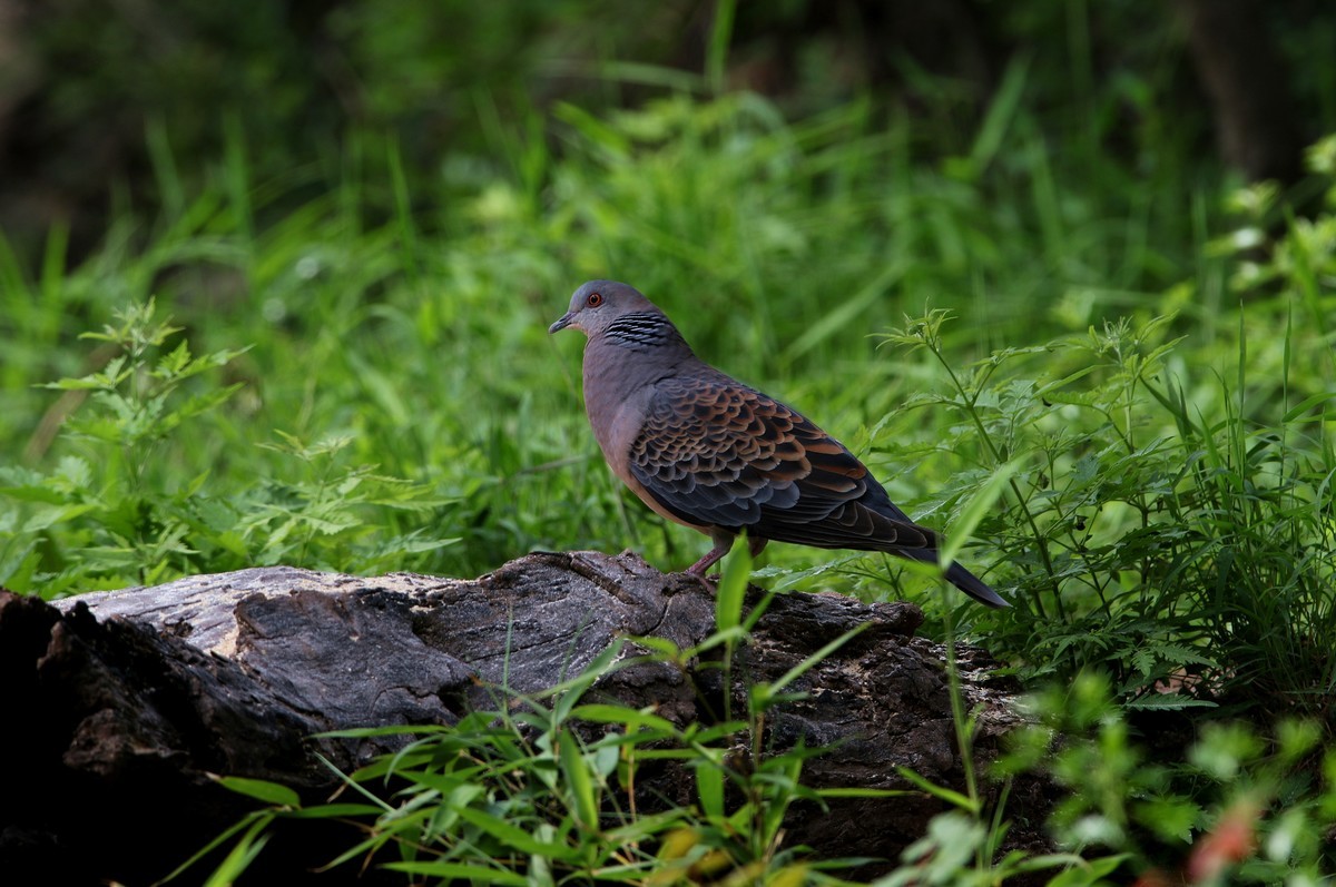 济南长清区张夏镇梨枣峪村拍鸟