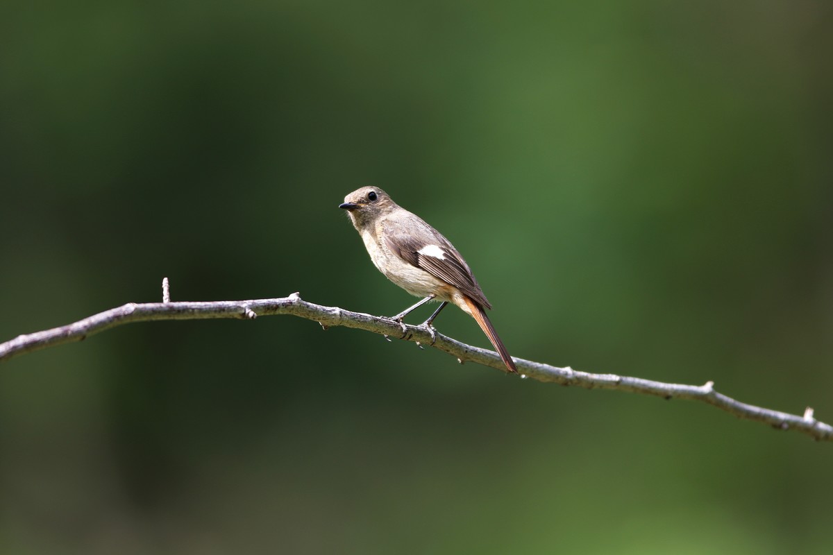 济南长清区张夏镇梨枣峪村拍鸟