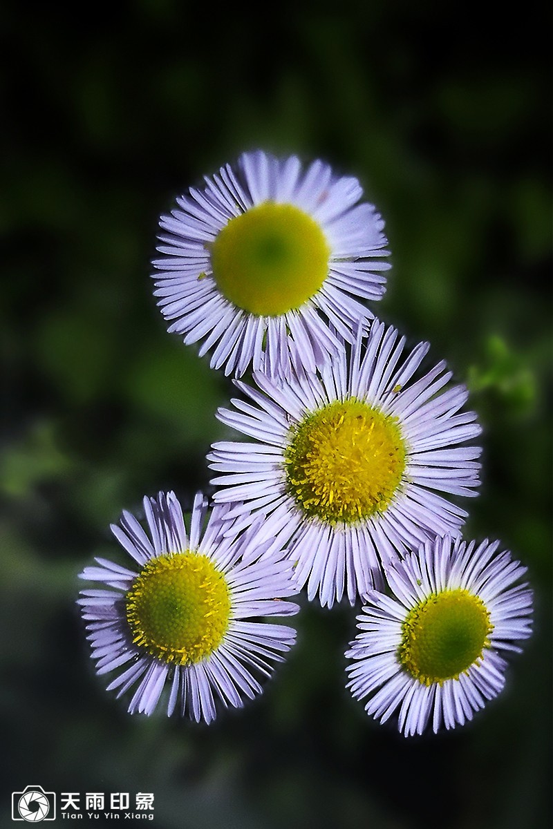 大自然赐给人类的天使——野菊花