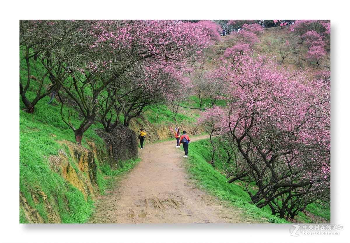 漫山遍野是梅花