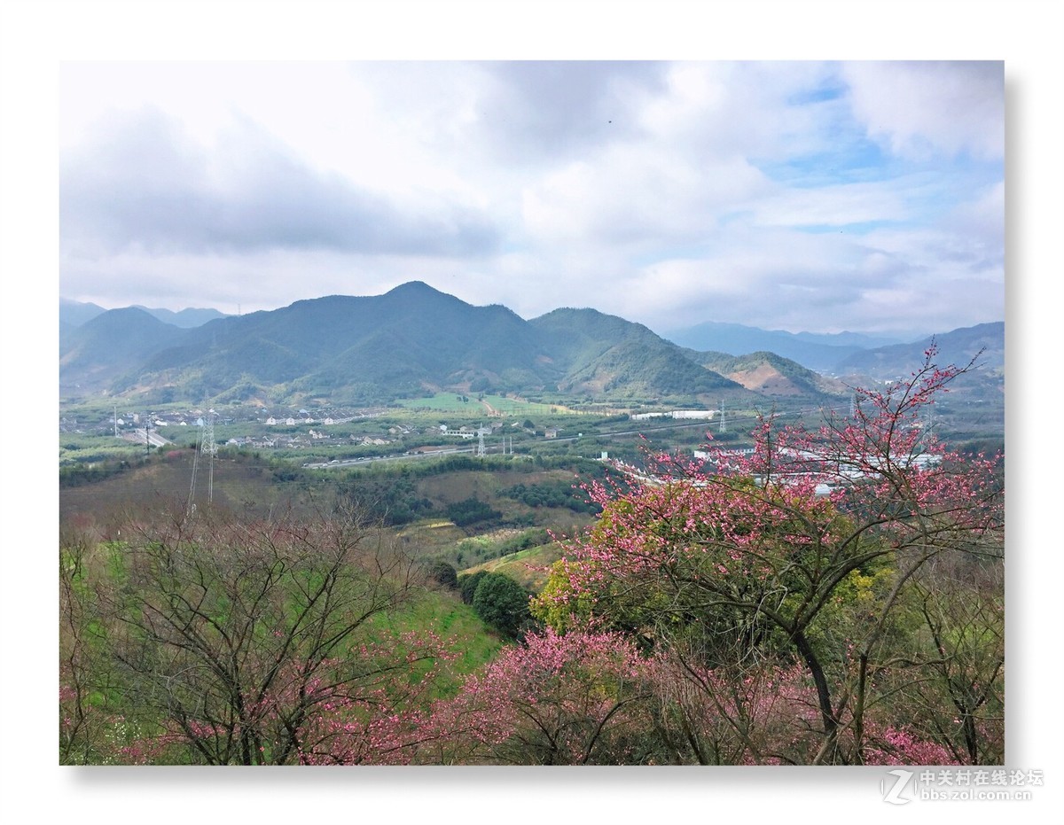 漫山遍野是梅花