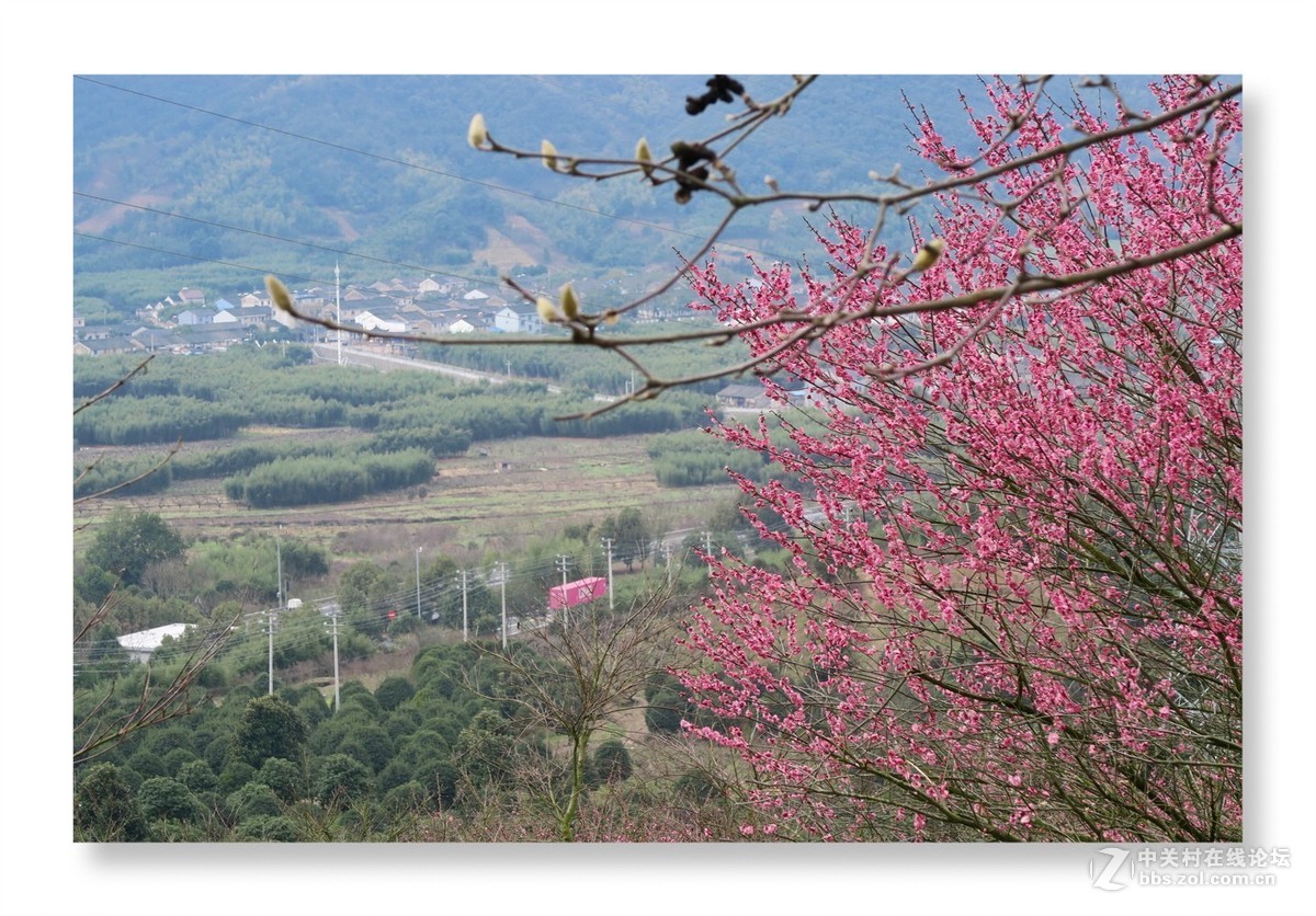 漫山遍野是梅花