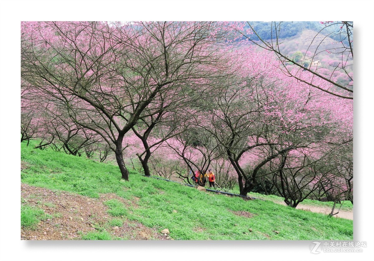 漫山遍野是梅花