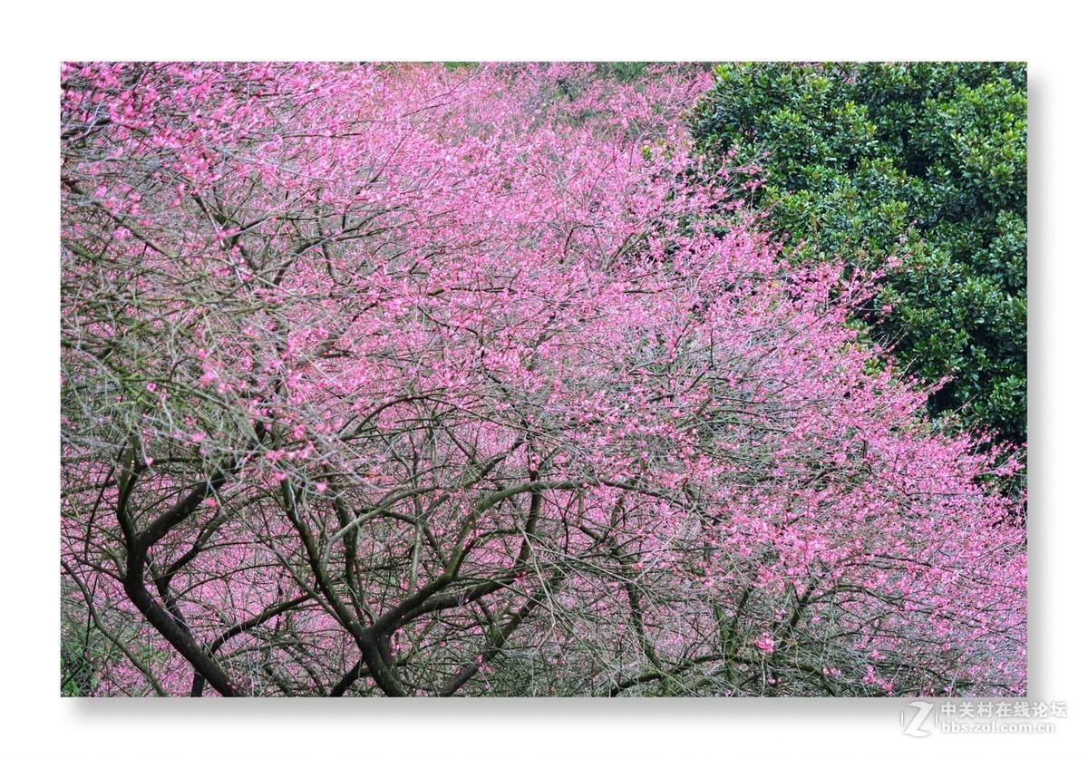 漫山遍野是梅花