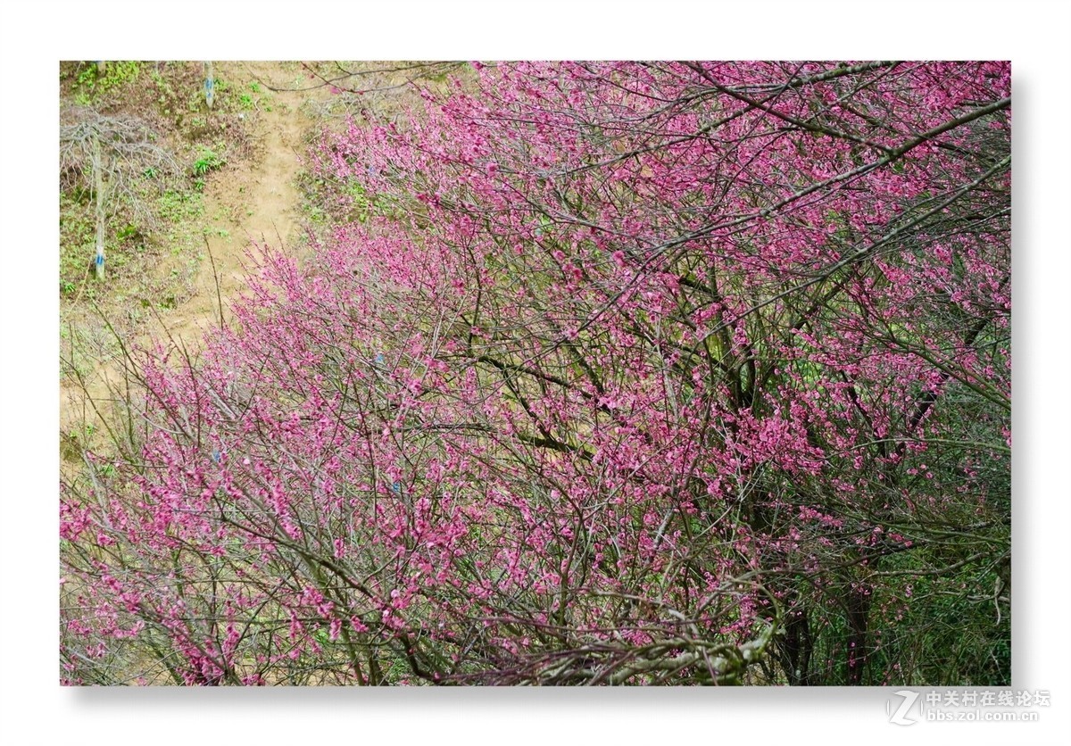 漫山遍野是梅花