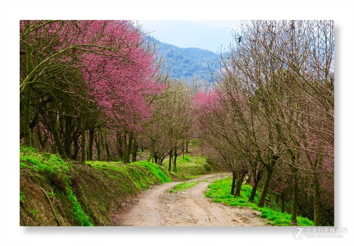 漫山遍野是梅花