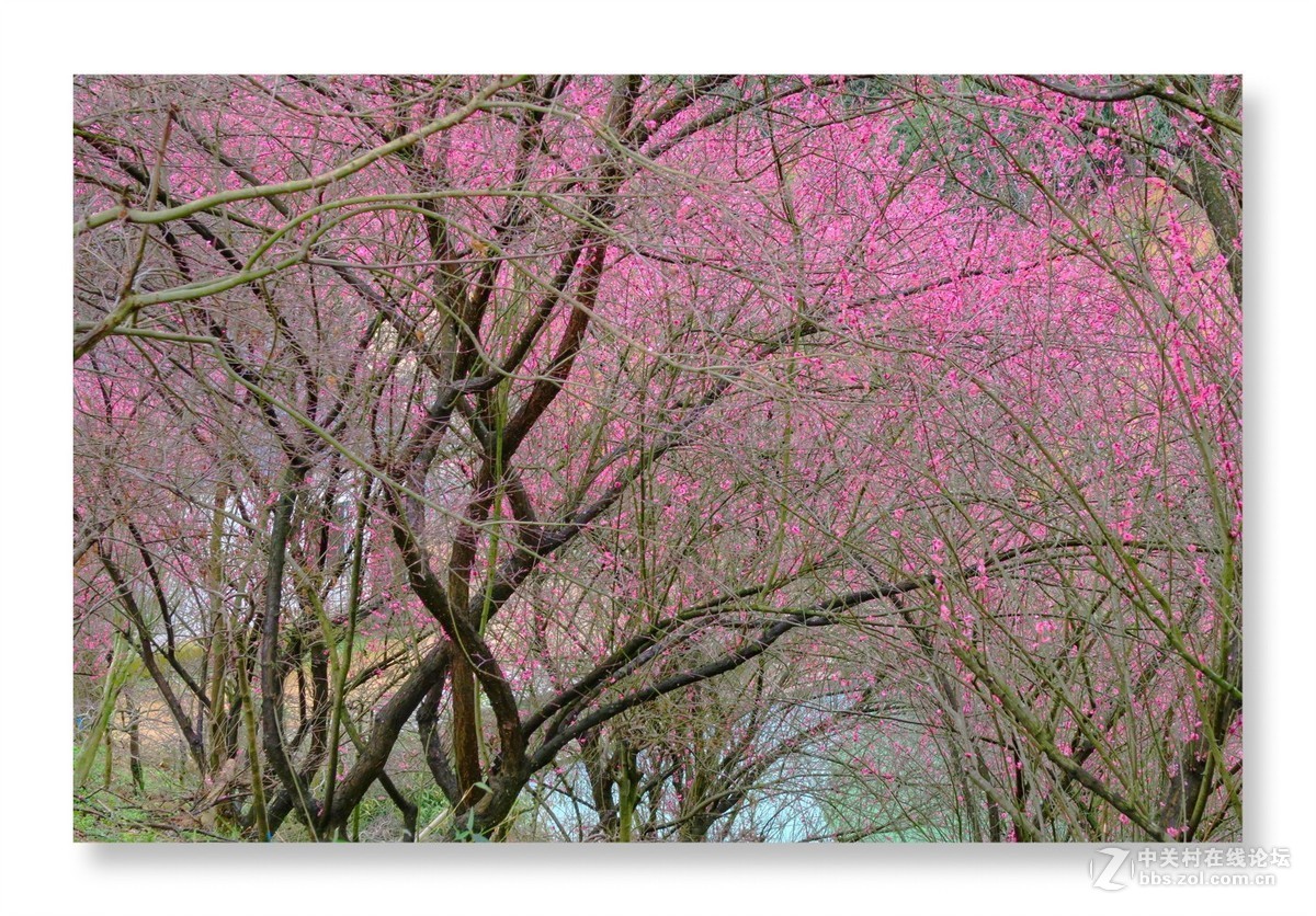 漫山遍野是梅花