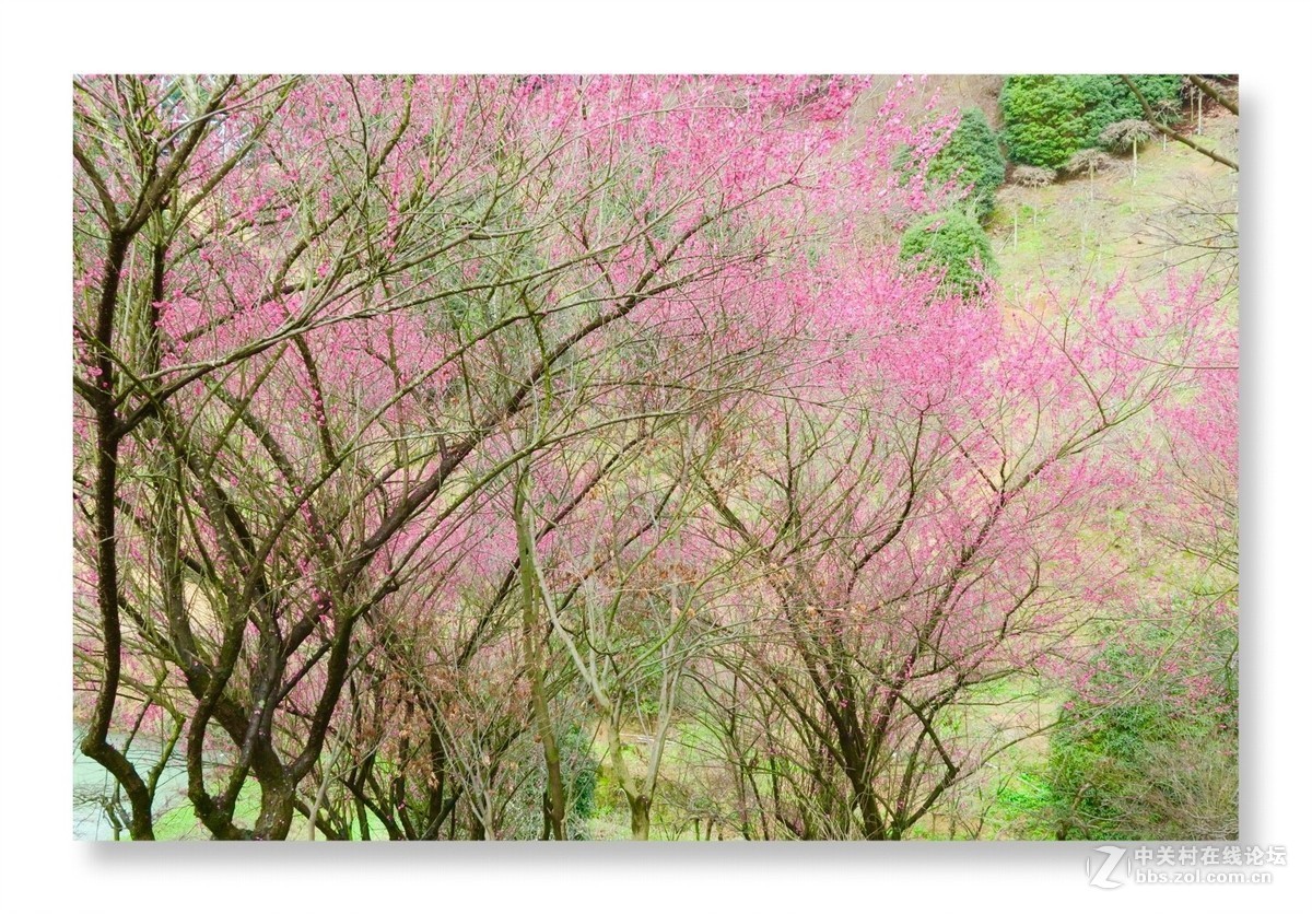 漫山遍野是梅花