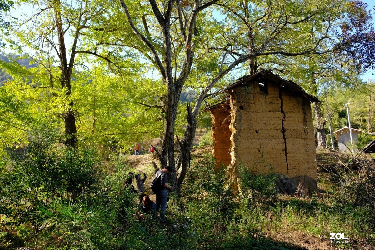 《福建尤溪古村落银杏林》