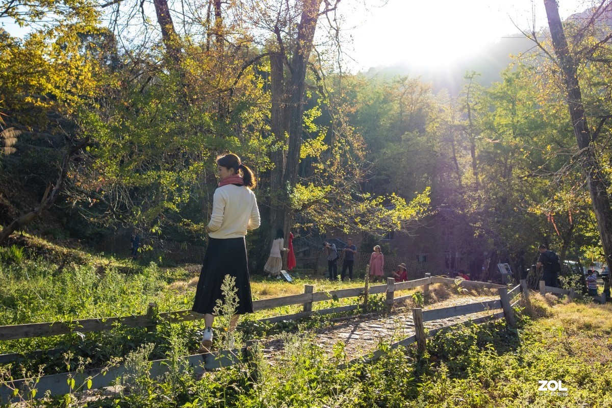 《福建尤溪古村落银杏林》