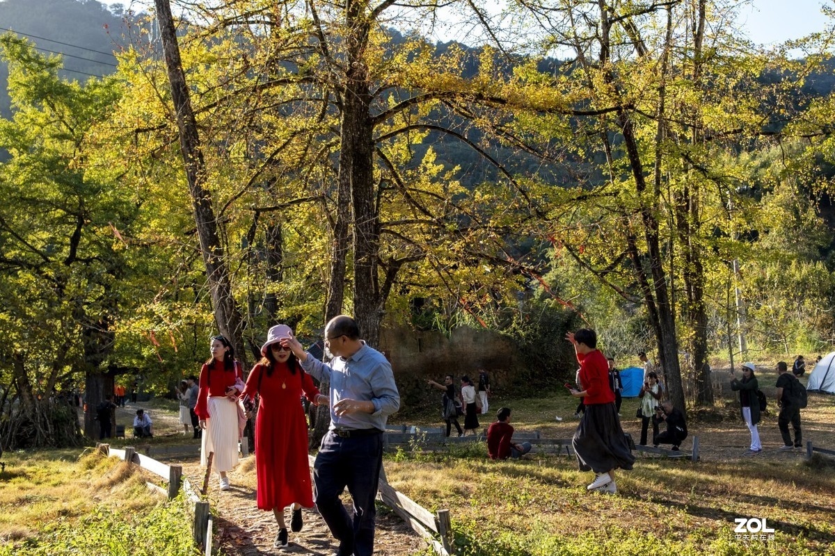 《福建尤溪古村落银杏林》