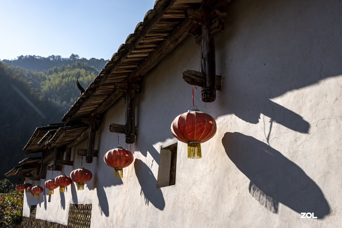 《福建尤溪古村落银杏林》