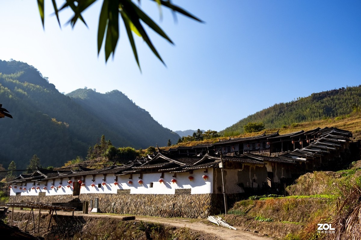 《福建尤溪古村落银杏林》