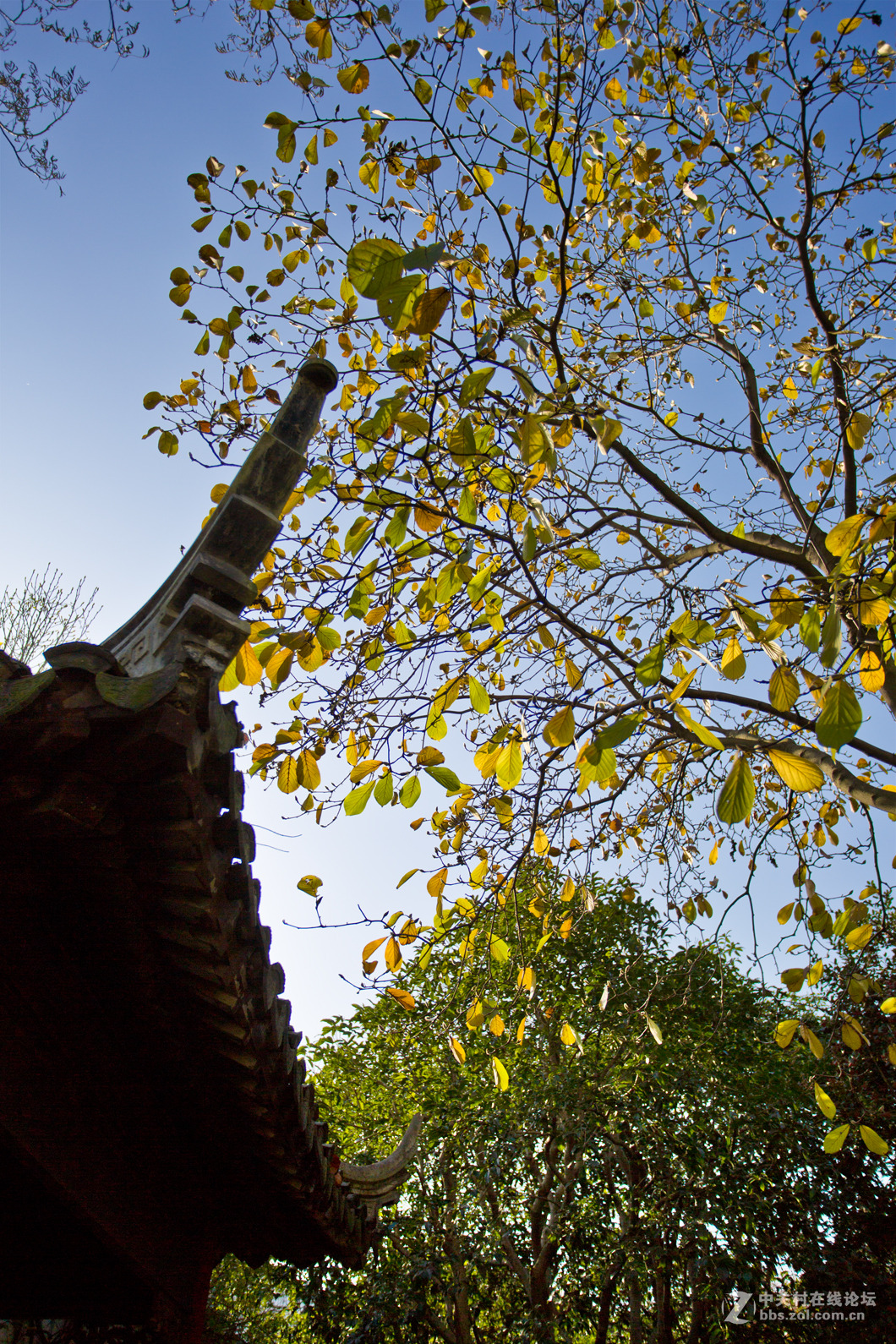 留园秋色（一）