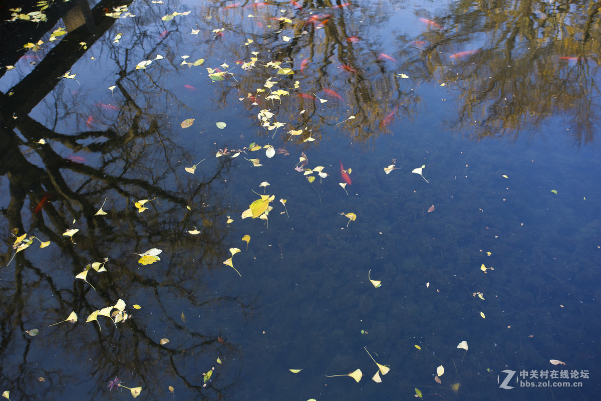 留园秋色（一）