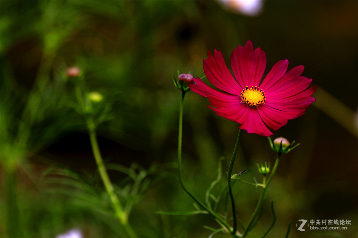 一组花草随拍。