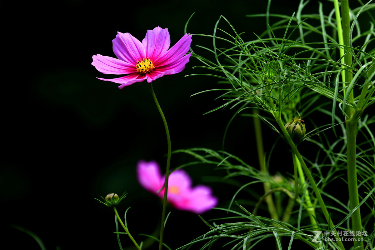 一组花草随拍。