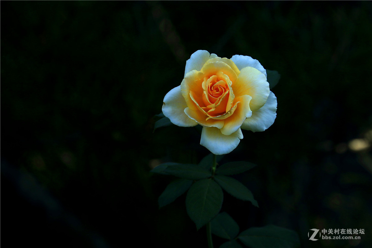 一组花草随拍。