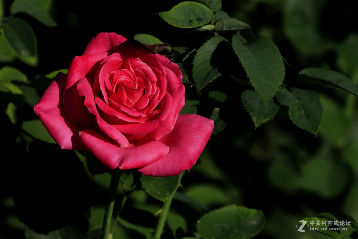 一组花草随拍。