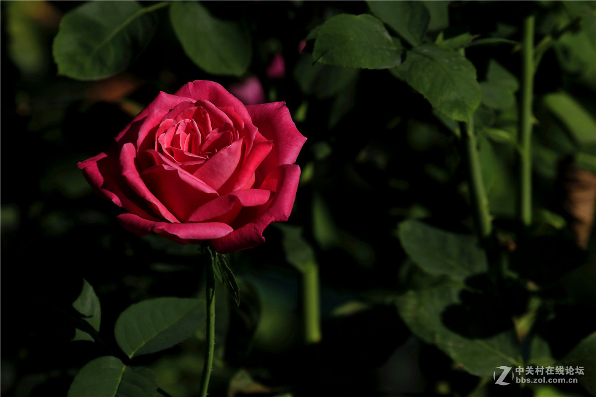 一组花草随拍。