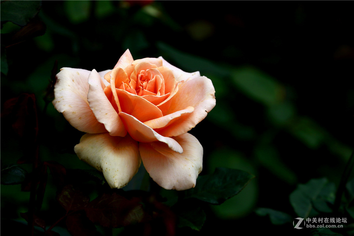 一组花草随拍。