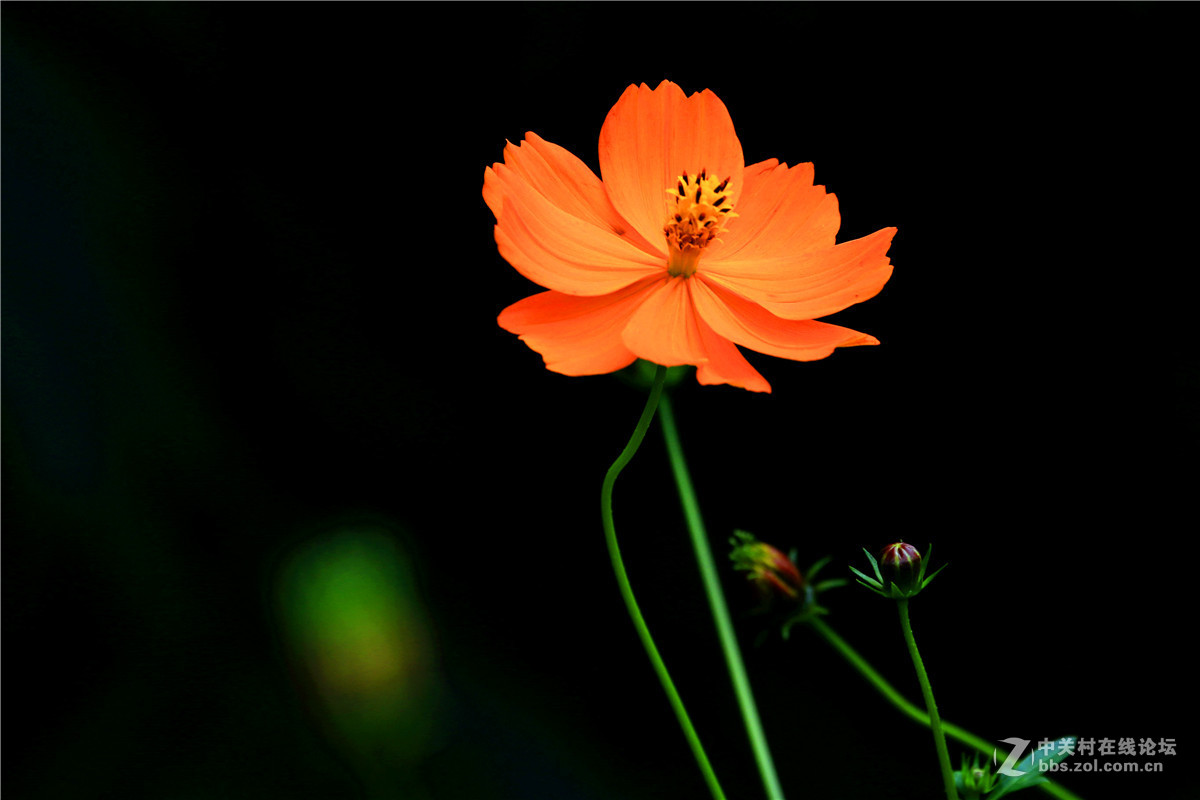 一组花草随拍。