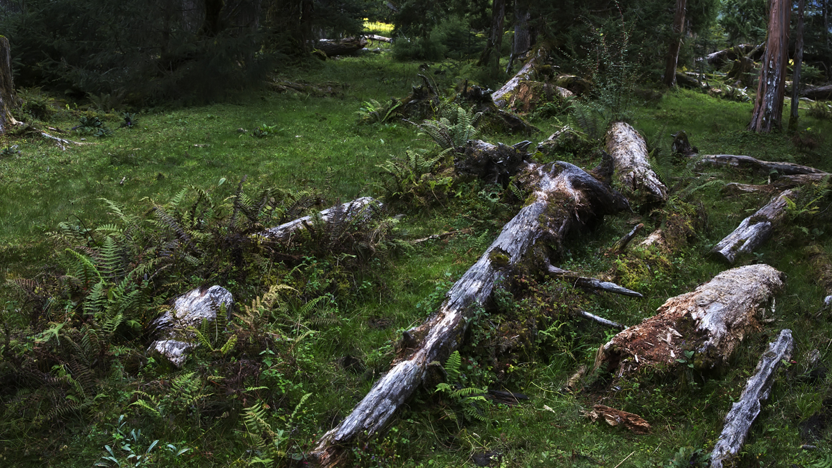 #我的2015摄影总结#-随笔