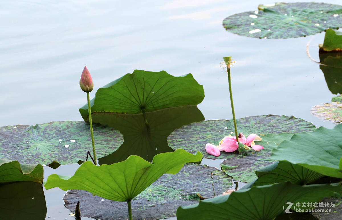 一组M3转接小小白拍【荷花】