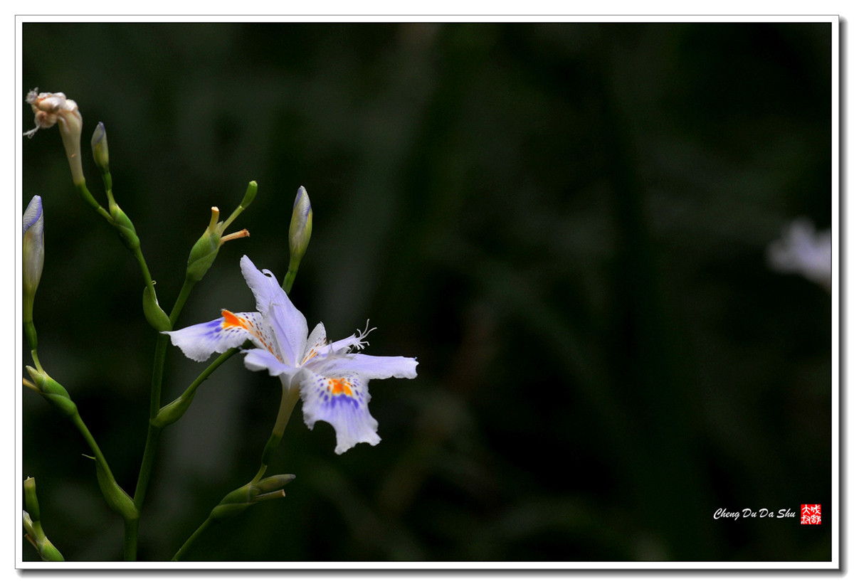 鸢尾花【160329】