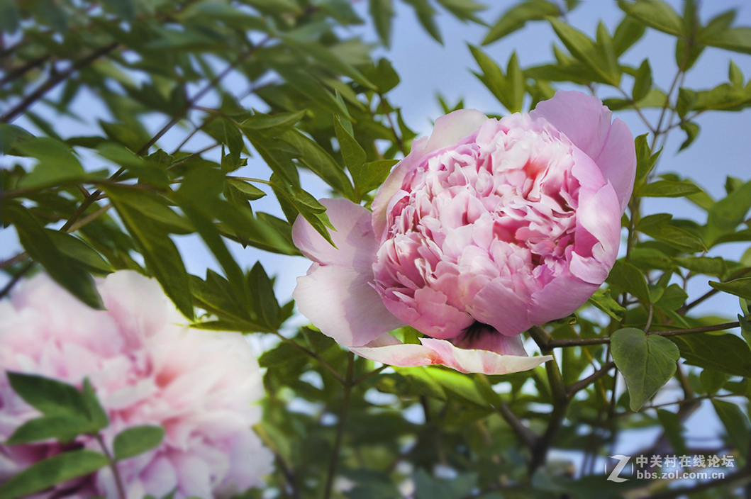 红艳露凝香牡丹一