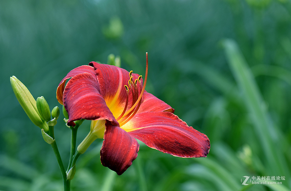 《红宝石萱草》