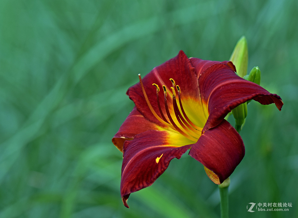 《红宝石萱草》