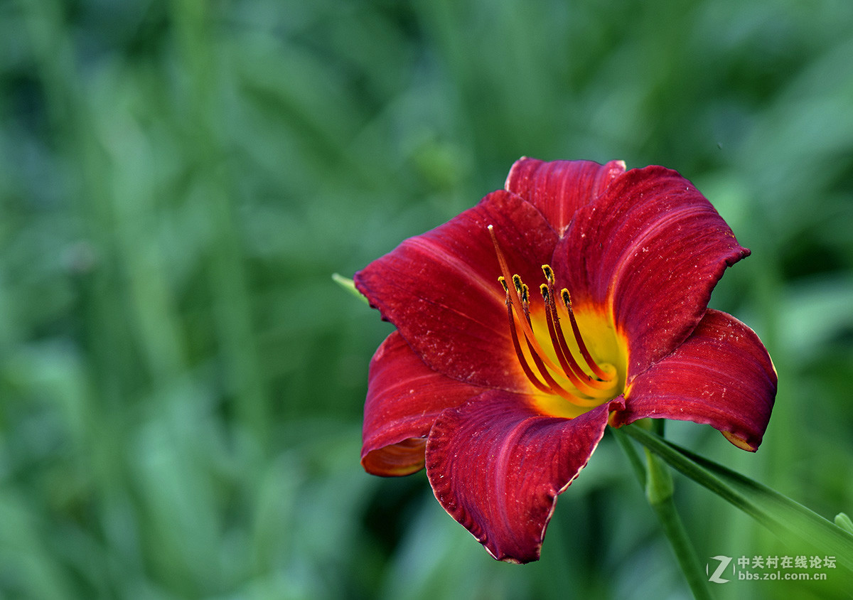 《红宝石萱草》