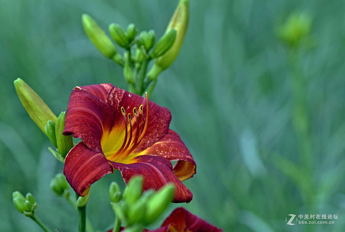 《红宝石萱草》