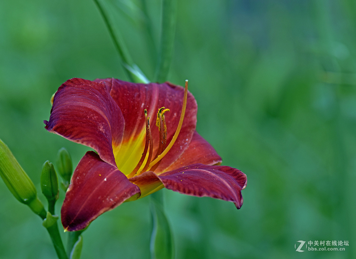 《红宝石萱草》